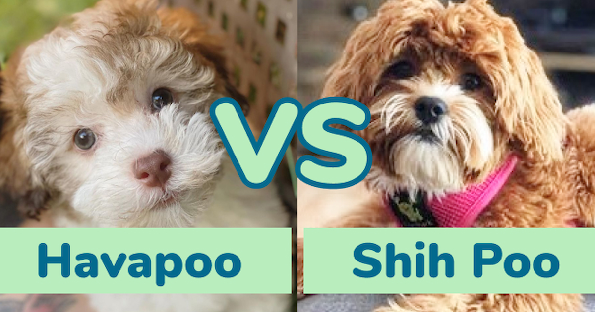 https://premierpups.com/azure/affordablepup/pups/havapoo-vs-shih-poo--comparing-doodle-breeds--premier-pups-637763760161439534.jpg?preset=large