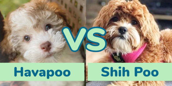 Havapoo vs Shih Poo Comparison