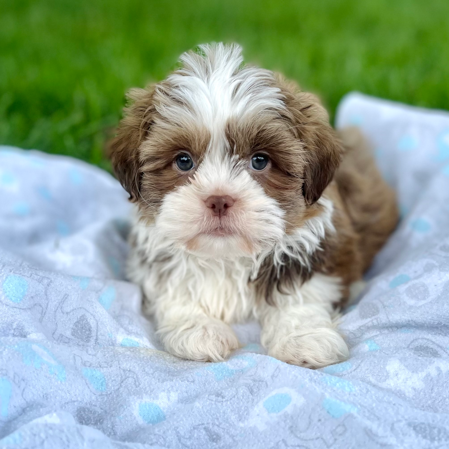 Exclusive Havashu Puppies for Sale Premier Pups