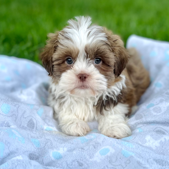 White and brown Havashu puppy laying on a blanket on the grass