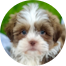 Havashu Puppy For Sale - Premier Pups
