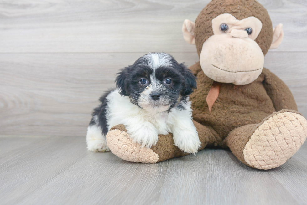Havashu Puppy for Adoption