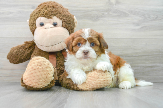 Havashu Puppy for Adoption
