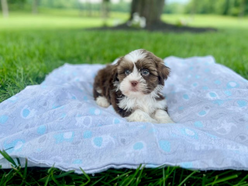 White and brown Havashu puppy posing on a blanket outdoors