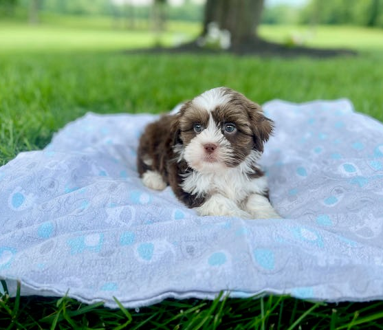 White and brown Havashu puppy posing on a blanket outdoors