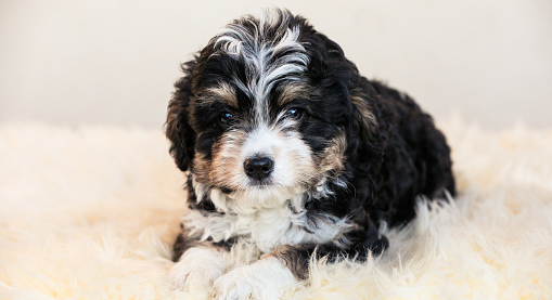 How Big Do Mini Bernedoodles Get? How Big Do Mini Bernedoodles Get?