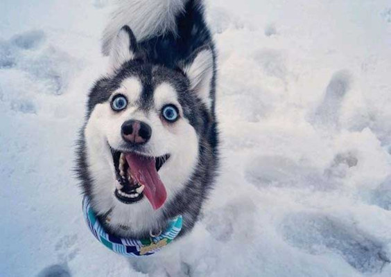 How Cold is Too Cold for a Pomsky? - Premier Pups