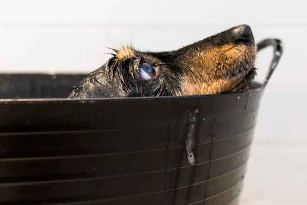 How Often Should You Bathe Your Dog? - Premier Pups Guide 