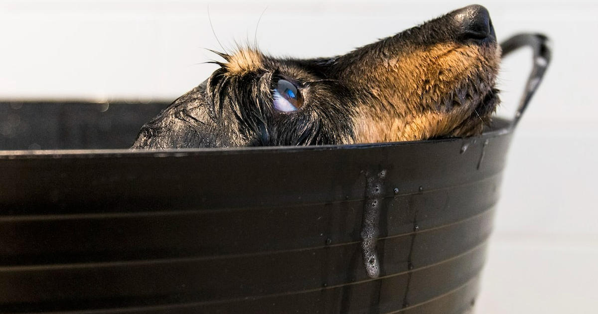 How Often Should You Bathe Your Dog? Premier Pups Guide