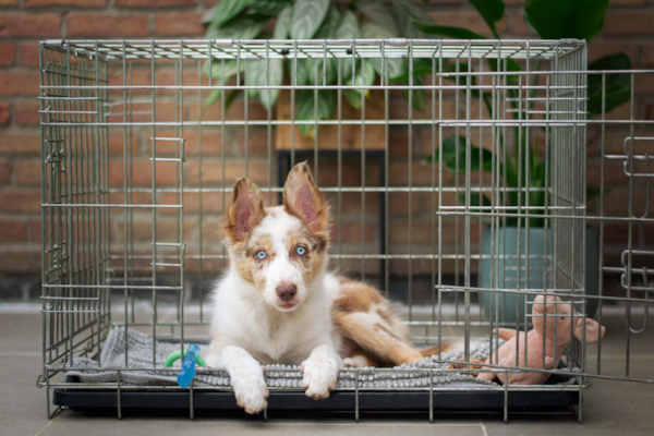 How To Crate Train A Puppy | 4 Easy Steps - Premier Pups