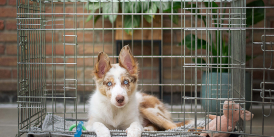 How To Crate Train A Puppy