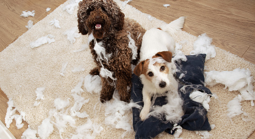 How to Treat Your Dog’s Separation Anxiety How to Treat Your Dog’s Separation Anxiety