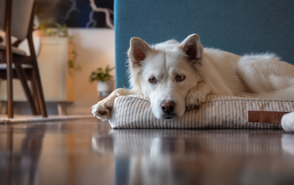 How to Treat Your Dog’s Separation Anxiety - Premier Pups 