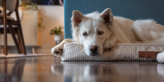 How to Treat Your Dog’s Separation Anxiety