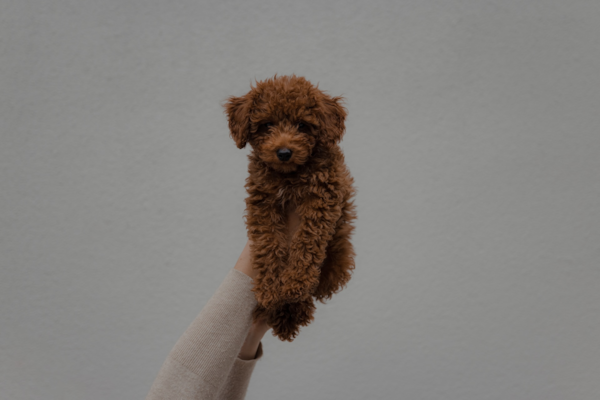 Hypoallergenic Cavapoos: Generations, Coat Types & More