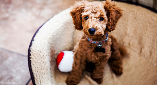 Hypoallergenic Puppies Hypoallergenic Puppies