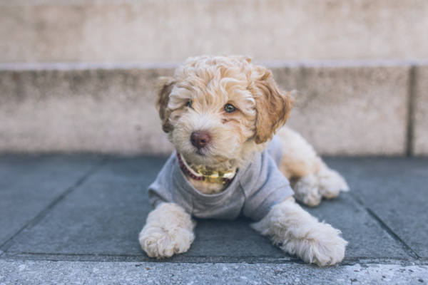 Hypoallergenic puppies – Sneeze less, cuddle more – Premier Pups