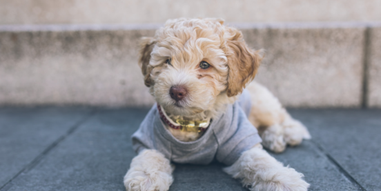 Hypoallergenic Puppies