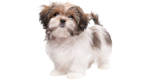 Is the Maltese Shih Tzu Right for You?