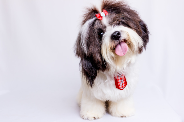 Is the Maltese Shih Tzu Right for You? - Premier Pups