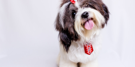 Is the Maltese Shih Tzu Right for You?