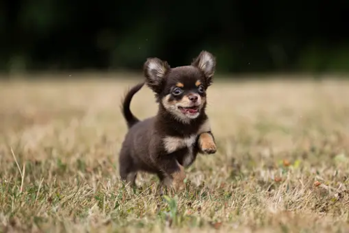 Chihuahua puppy running in a field of grass