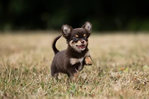 Chihuahua puppy running in a field of grass