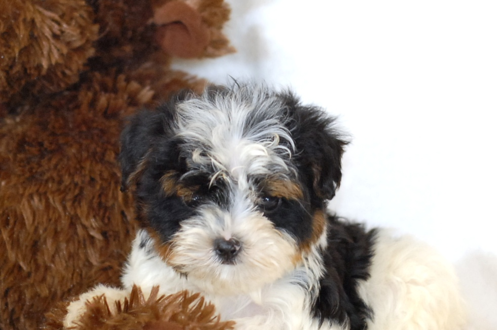 parti yorkie grown teacup beyonce our akc reg parti yorkie 5lbs grown parti yorkie grown teacup beyonce our akc reg parti yorkie 5lbs grown