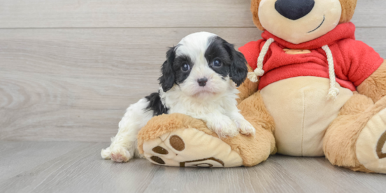 Black and White Cavapoo Guide