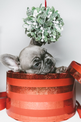 Learn How To Gift A Christmas Puppy The Right Way (2022)