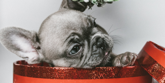 Learn How To Gift A Christmas Puppy The Right Way 