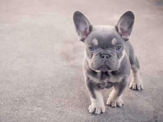 Lilac French Bulldog: Full Guide & Where to Find One | PremierPups 