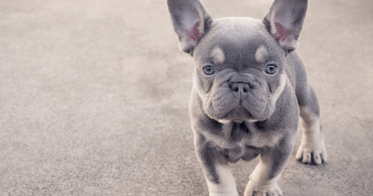 Lilac French Bulldog: Full Guide & Where to Find One