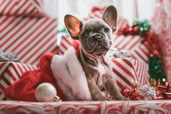 Love in Time for Christmas – Premier Pups