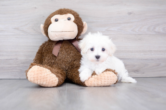 Smart Maltese Purebred Puppy