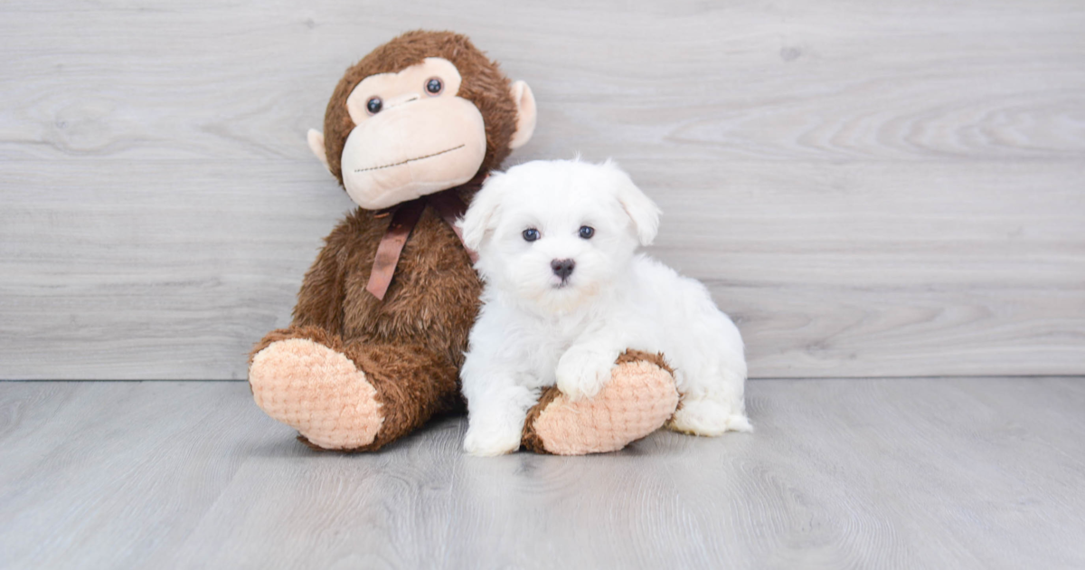 Hypoallergenic Maltese Casper 3lb 6oz Purebred Puppy
