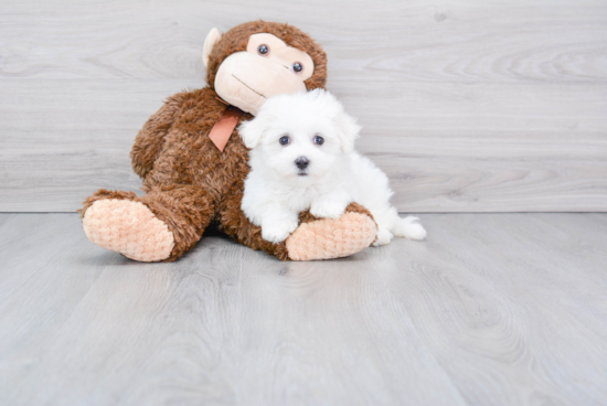 Energetic Maltese Purebred Puppy