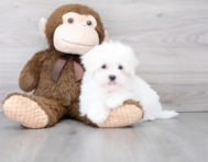 9 week old Maltese Puppy For Sale - Premier Pups