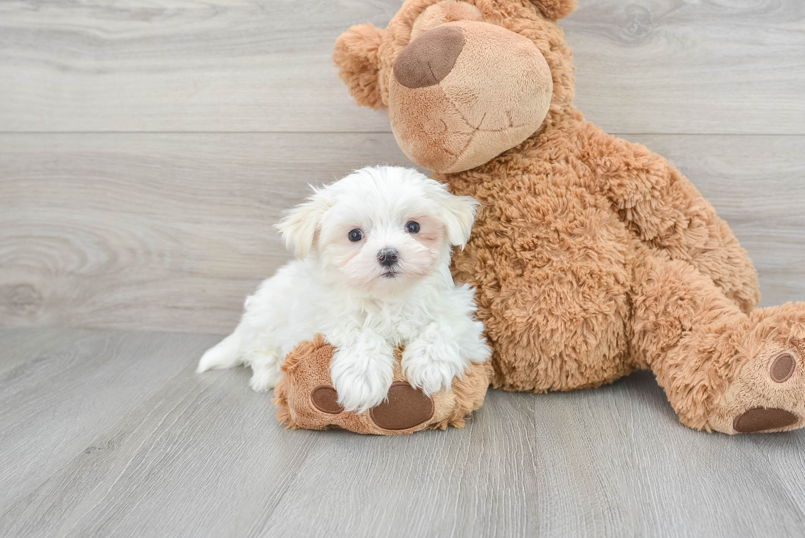 Toy maltese for sales adoption