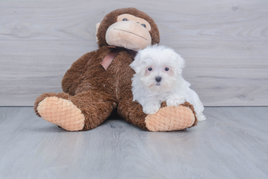 Maltese Pup Being Cute