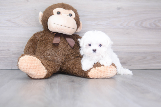 Funny Maltese Baby