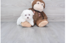 Meet Dolly - our Maltese Puppy Photo 2/2 - Premier Pups