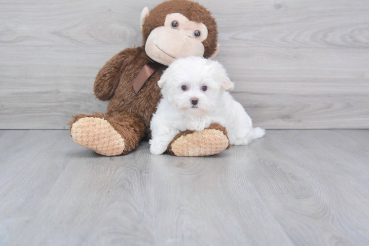 Meet Dolly - our Maltese Puppy Photo 1/2 - Premier Pups
