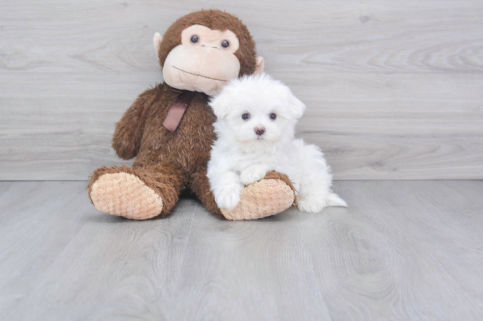 9 week old Maltese Puppy For Sale - Premier Pups