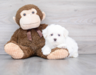 8 week old Maltese Puppy For Sale - Premier Pups