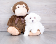 8 week old Maltese Puppy For Sale - Premier Pups