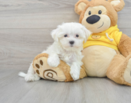 8 week old Maltese Puppy For Sale - Premier Pups