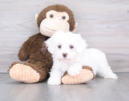 9 week old Maltese Puppy For Sale - Premier Pups