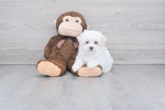 Little Maltese Purebred Pup