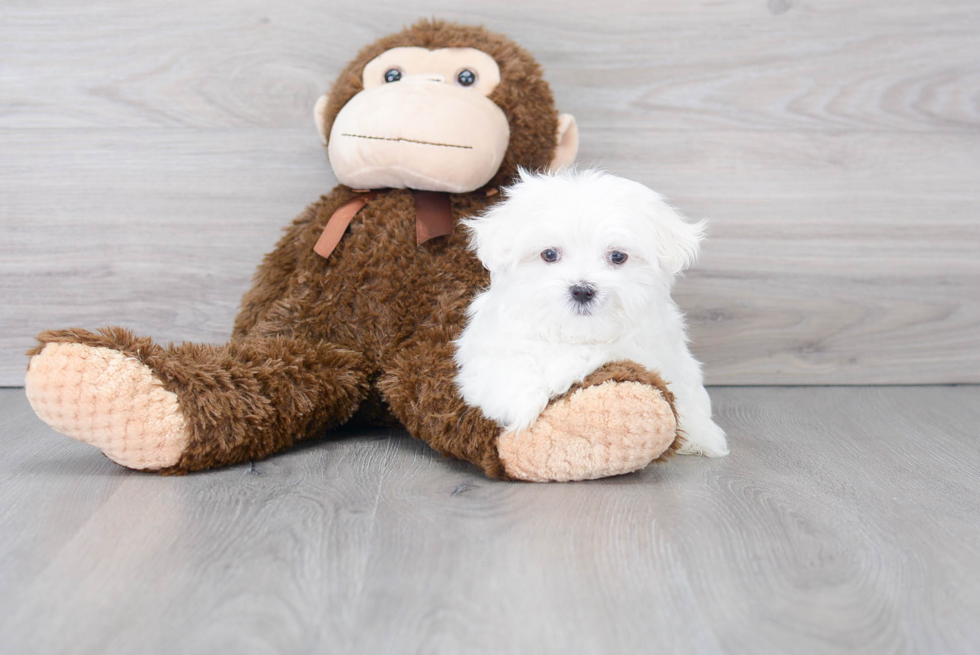 Maltese Pup Being Cute